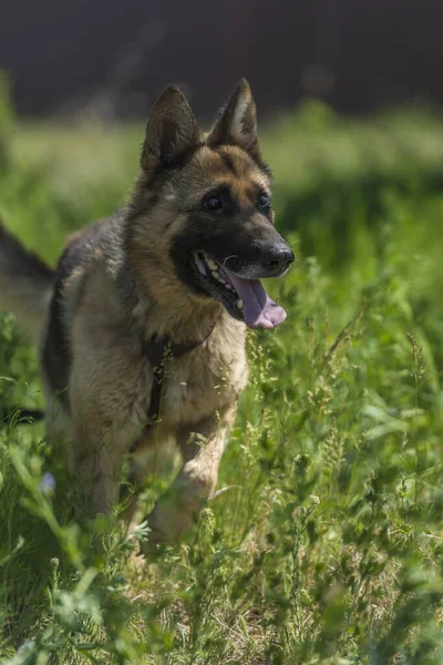 Ung Blind Tysk Herde Hund Djurhem — Stockfoto