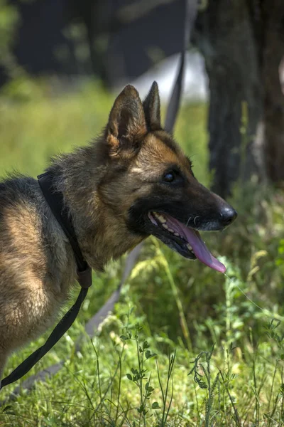 Jovem Cão Pastor Alemão Cego Abrigo Animal — Fotografia de Stock