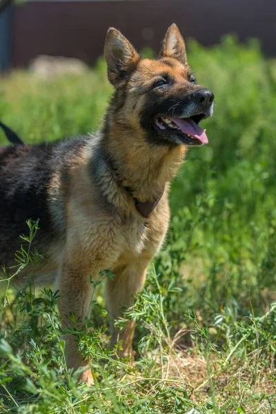 動物保護施設にいる若いドイツ人盲導犬 — ストック写真