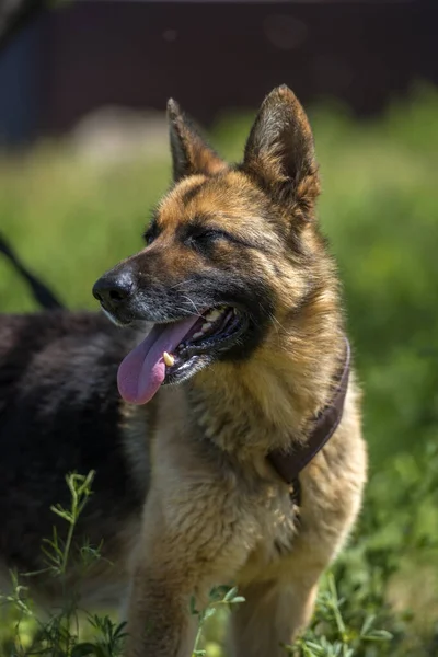 Jovem Cão Pastor Alemão Cego Abrigo Animal — Fotografia de Stock