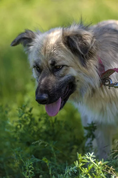 Schattig Beige Pluizig Mestizo Hond Zomer Een Achtergrond Van Groen — Stockfoto