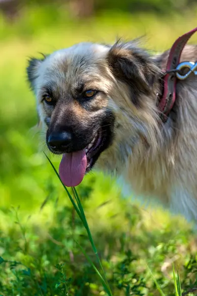 Adorable Beige Fluffy Mestizo Dog Summer Background Green Grass — Stock Photo, Image