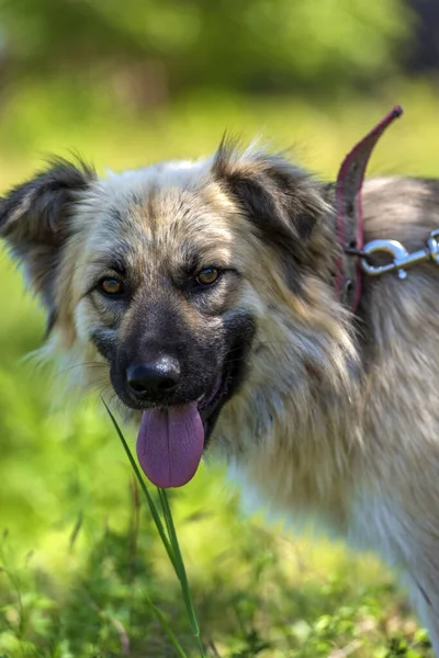 Schattig Beige Pluizig Mestizo Hond Zomer Een Achtergrond Van Groen — Stockfoto