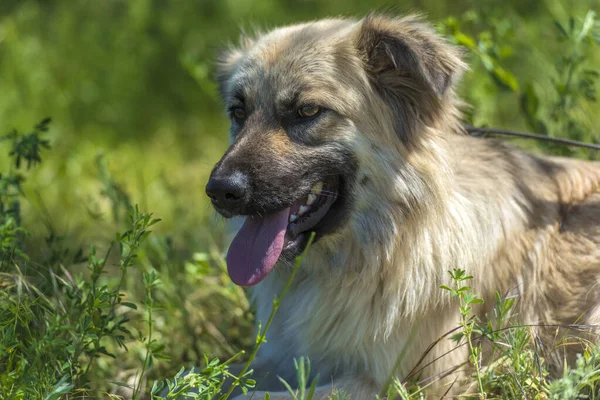 Adorable Chien Mestizo Moelleux Beige Été Sur Fond Herbe Verte — Photo