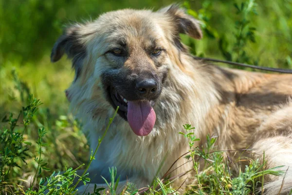 Adorável Bege Fofo Mestiço Cão Verão Fundo Grama Verde — Fotografia de Stock