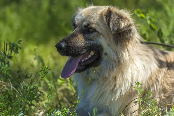 Adorable Chien Mestizo Moelleux Beige Été Sur Fond Herbe Verte — Photo