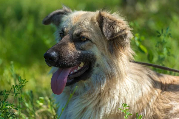 Adorable Chien Mestizo Moelleux Beige Été Sur Fond Herbe Verte — Photo