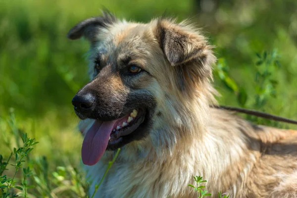 Adorable Perro Mestizo Esponjoso Beige Verano Sobre Fondo Hierba Verde — Foto de Stock