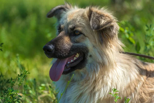 Adorable Beżowy Puszysty Mestizo Pies Lecie Tle Zielonej Trawy — Zdjęcie stockowe