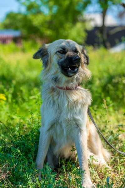 Adorable Beige Fluffy Mestizo Dog Summer Background Green Grass — Stock Photo, Image