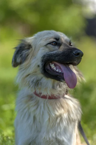 Adorable Beżowy Puszysty Mestizo Pies Lecie Tle Zielonej Trawy — Zdjęcie stockowe