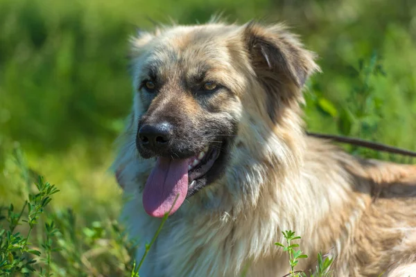 Adorable Chien Mestizo Moelleux Beige Été Sur Fond Herbe Verte — Photo