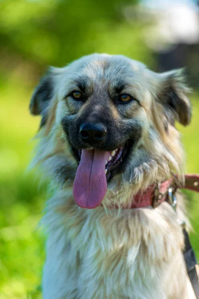 緑の草を背景に夏にかわいいベージュふわふわメスティーソ犬 — ストック写真
