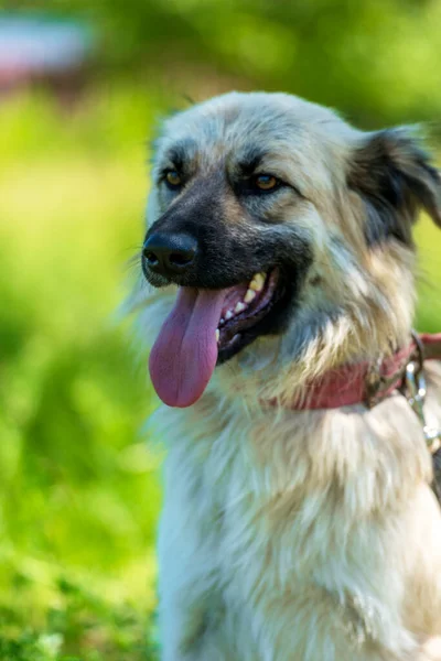 Adorável Bege Fofo Mestiço Cão Verão Fundo Grama Verde — Fotografia de Stock