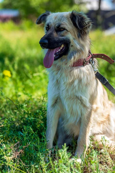 Adorable Perro Mestizo Esponjoso Beige Verano Sobre Fondo Hierba Verde — Foto de Stock