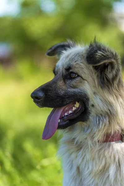 Adorável Bege Fofo Mestiço Cão Verão Fundo Grama Verde — Fotografia de Stock