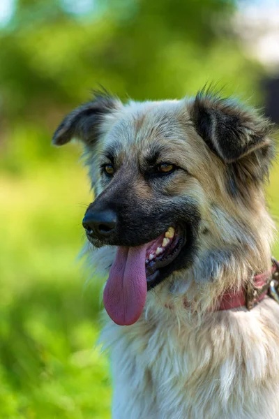 Adorable Perro Mestizo Esponjoso Beige Verano Sobre Fondo Hierba Verde —  Fotos de Stock