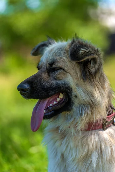 Adorable Beige Fluffy Mestizo Dog Summer Background Green Grass — Stock Photo, Image