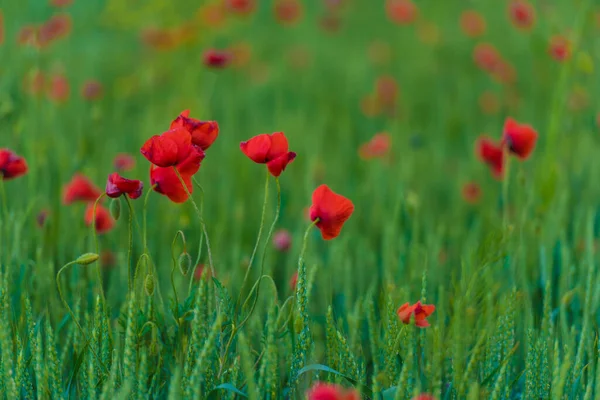 Красный Мак Среди Зеленой Травы Летом Поле — стоковое фото