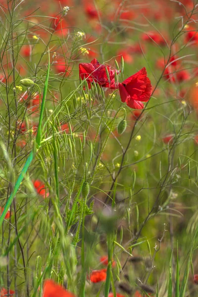 Papoilas Vermelhas Entre Grama Verde Verão Campo — Fotografia de Stock