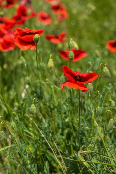 Röda Vallmo Bland Det Gröna Gräset Sommaren Fältet — Stockfoto