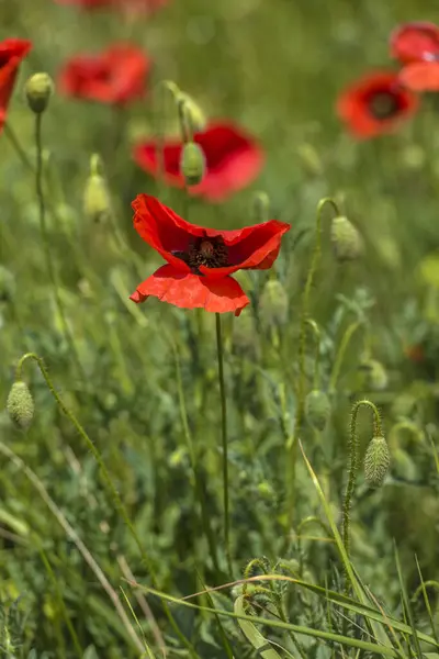 Röda Vallmo Bland Det Gröna Gräset Sommaren Fältet — Stockfoto