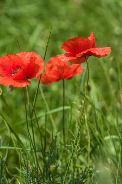 Röda Vallmo Bland Det Gröna Gräset Sommaren Fältet — Stockfoto