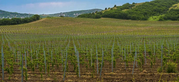 Vineyard in the middle of the most famous wine region of Crimea.Grape plantation in the mountains