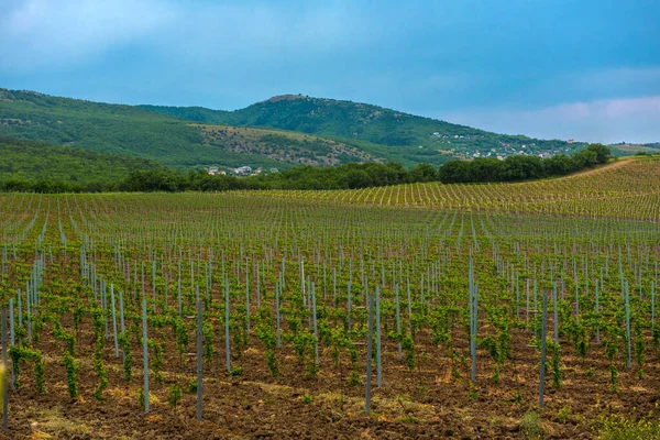 Vineyard in the middle of the most famous wine region of Crimea.Grape plantation in the mountains