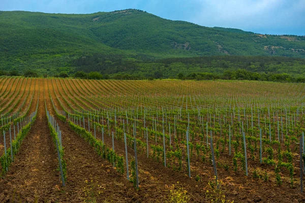 Vineyard in the middle of the most famous wine region of Crimea.Grape plantation in the mountains