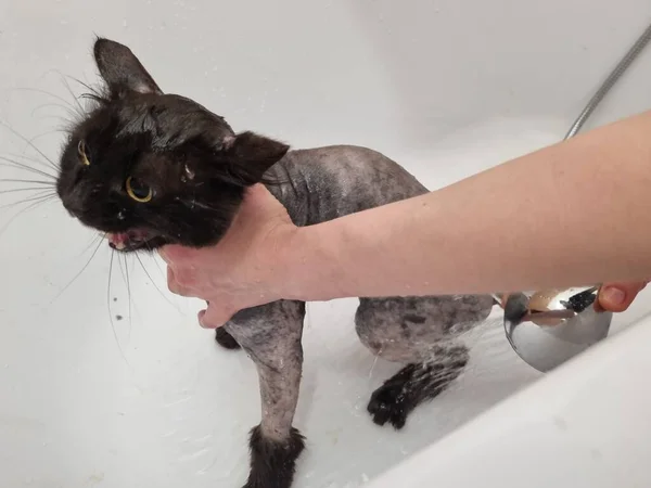 Kot Jest Myty Łazience Pod Prysznicem — Zdjęcie stockowe