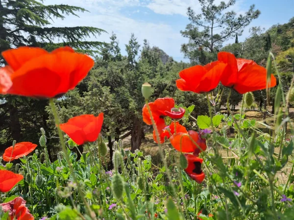 Amapolas Rojas Primavera Campo Entre Vegetación — Foto de Stock