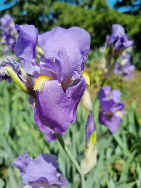 Blauwe Irissen Het Gazon Het Voorjaar Tussen Het Groen — Stockfoto