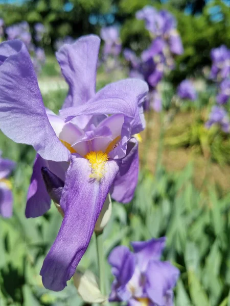 Íris Azuis Gramado Primavera Entre Vegetação — Fotografia de Stock