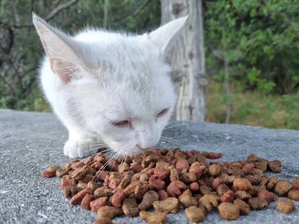 Beyaz Sokak Kedisi Dışarıda Yemek Yiyor — Stok fotoğraf