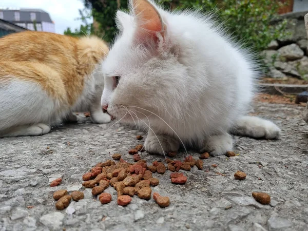 Unglückliche Weiße Hungrige Streunende Katze Frisst Auf Der Straße — Stockfoto