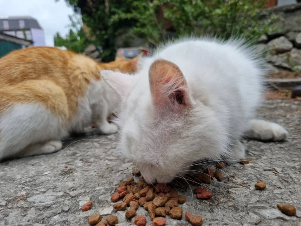 Unglückliche Weiße Hungrige Streunende Katze Frisst Auf Der Straße — Stockfoto