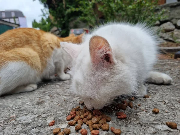 Ongelukkige Witte Hongerige Zwerfkat Eten Straat — Stockfoto