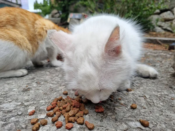 Mutsuz Beyaz Sokak Kedisi Sokakta Yemek Yiyor — Stok fotoğraf