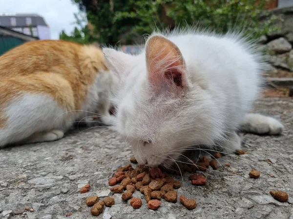 路上で食べる不幸な白い野良猫 — ストック写真