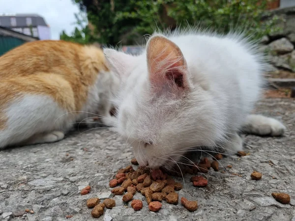 Unhappy White Hungry Stray Cat Eating Street — Stock Photo, Image