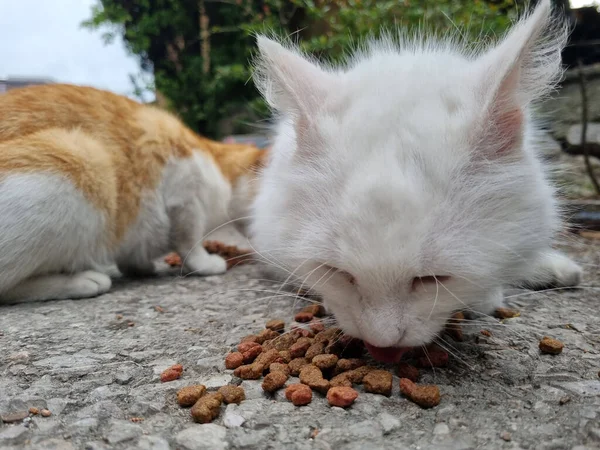 Mutsuz Beyaz Sokak Kedisi Sokakta Yemek Yiyor — Stok fotoğraf