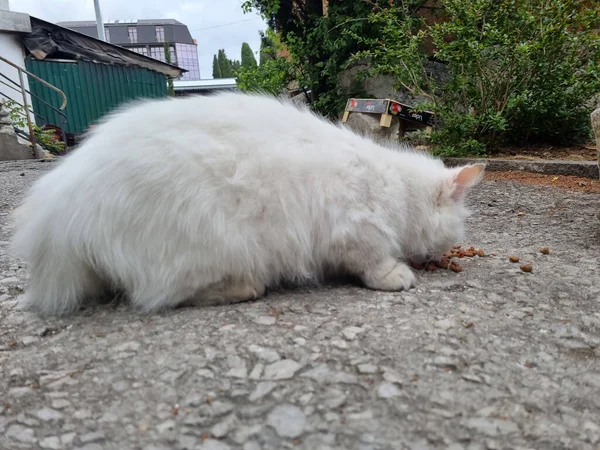 Нещасний Білий Голодний Бродячий Кіт Їсть Вулиці — стокове фото