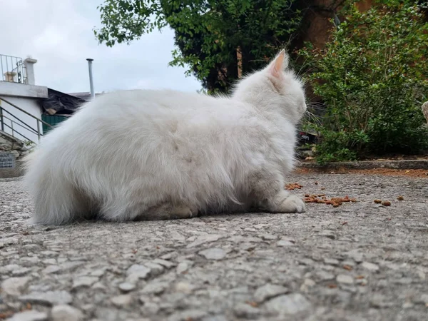 不幸的白色饥饿流浪猫在街上吃东西 — 图库照片