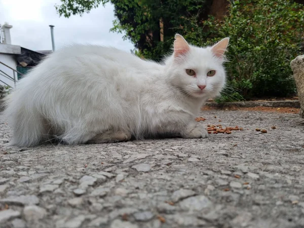 Unglückliche Weiße Hungrige Streunende Katze Frisst Auf Der Straße — Stockfoto