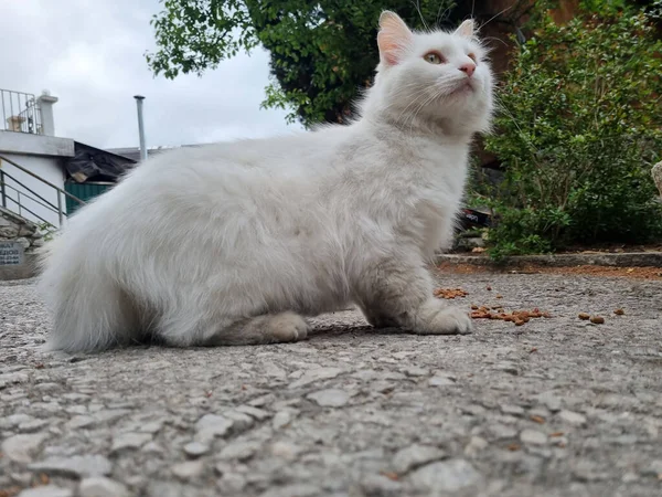 Нещасний Білий Голодний Бродячий Кіт Їсть Вулиці — стокове фото