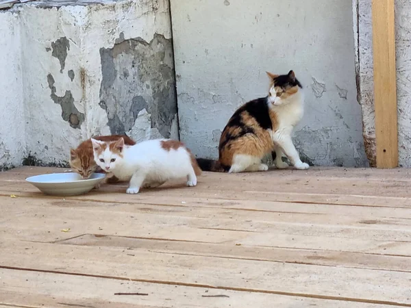 Dakloze Moeder Kat Buiten Met Kittens Close — Stockfoto