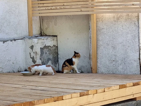 Obdachlose Katzenmutter Freien Mit Kätzchen Aus Nächster Nähe — Stockfoto
