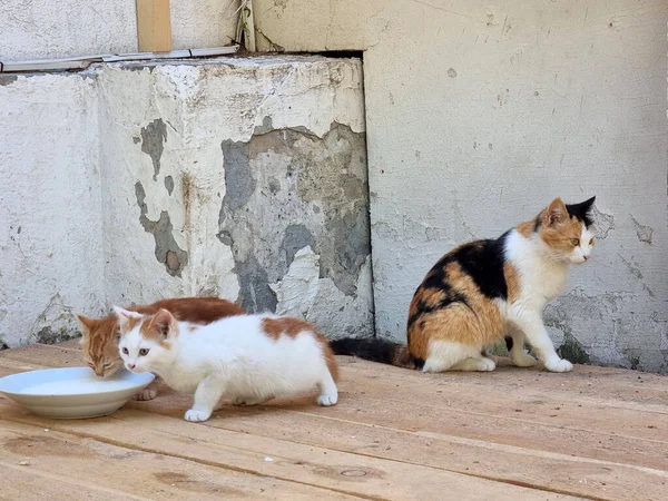 Obdachlose Katzenmutter Freien Mit Kätzchen Aus Nächster Nähe — Stockfoto