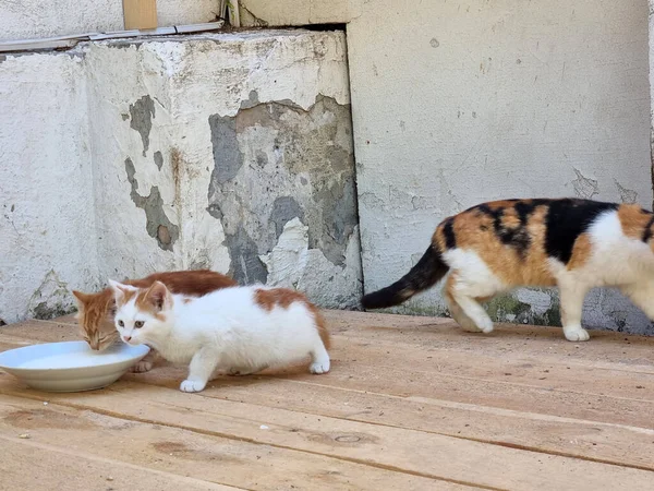 Dakloze Moeder Kat Buiten Met Kittens Close — Stockfoto